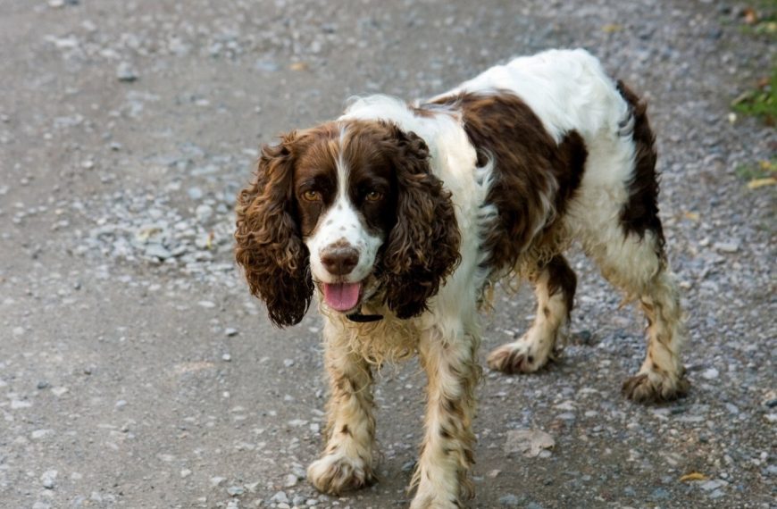 Epagneul Picard : guide race de chien