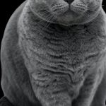 Étonnant : Voici comment détecter et soigner efficacement la surdité chez votre chat !