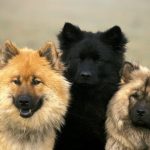 Eurasier : guide race de chien