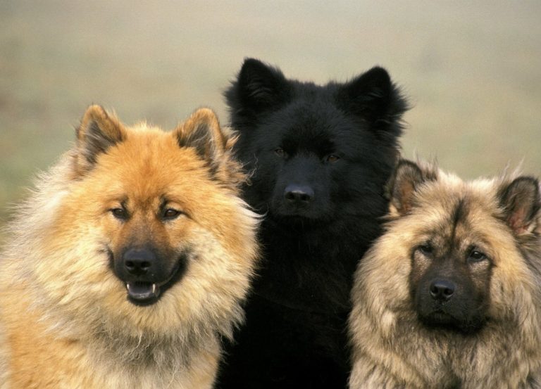 Eurasier : guide race de chien