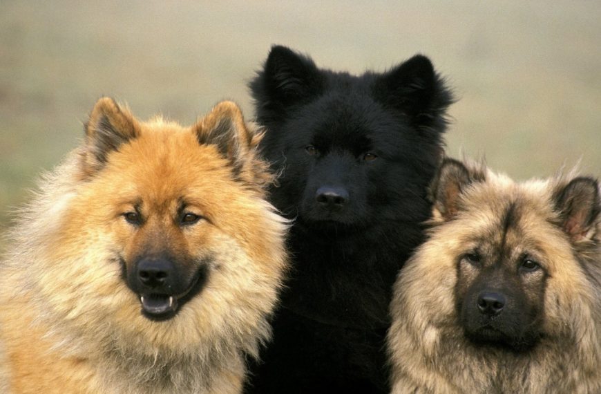 Eurasier : guide race de chien