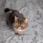 Exotic : guide race de chat