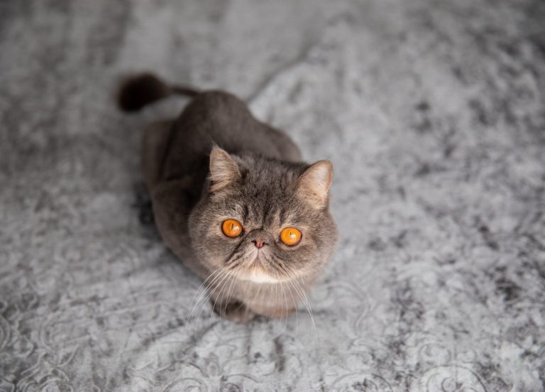 Exotic : guide race de chat