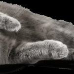 Expérimentez la sérénité ultime avec votre chat grâce à la méditation ensemble !