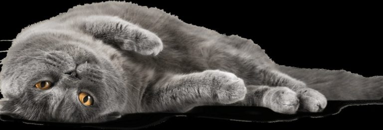 Expérimentez la sérénité ultime avec votre chat grâce…
