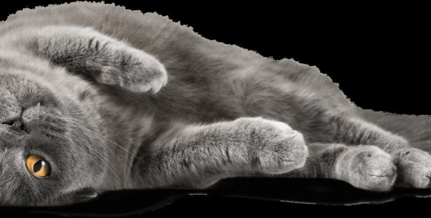 Expérimentez la sérénité ultime avec votre chat grâce à la méditation ensemble !