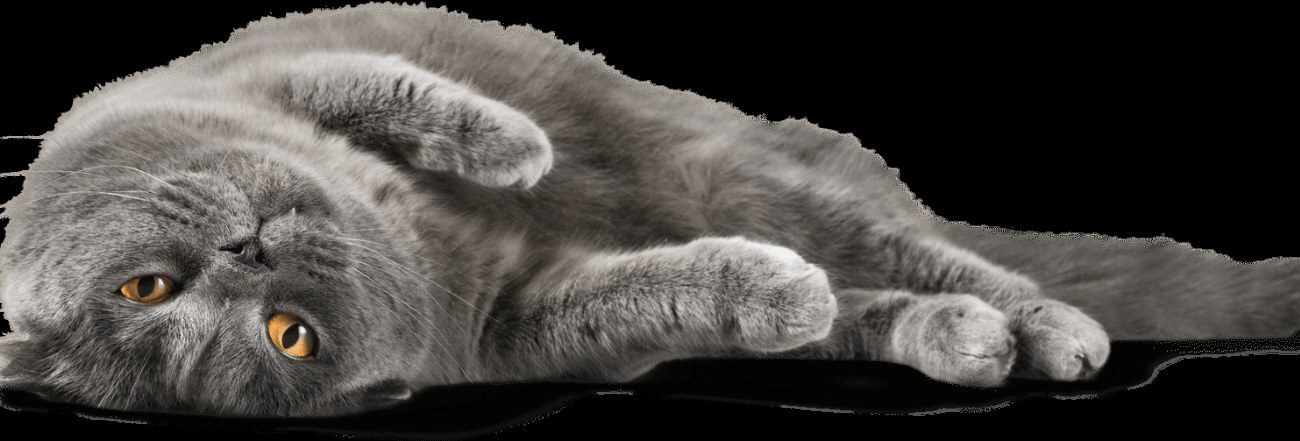 Expérimentez la sérénité ultime avec votre chat grâce à la…
