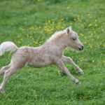 Falabella : guide race de cheval
