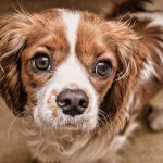 Field-Spaniel : guide race de chien