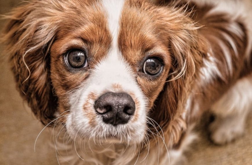 Field-Spaniel : guide race de chien