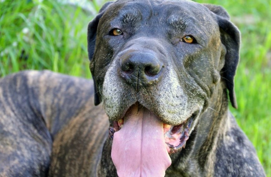 Fila Brasileiro : guide race de chien