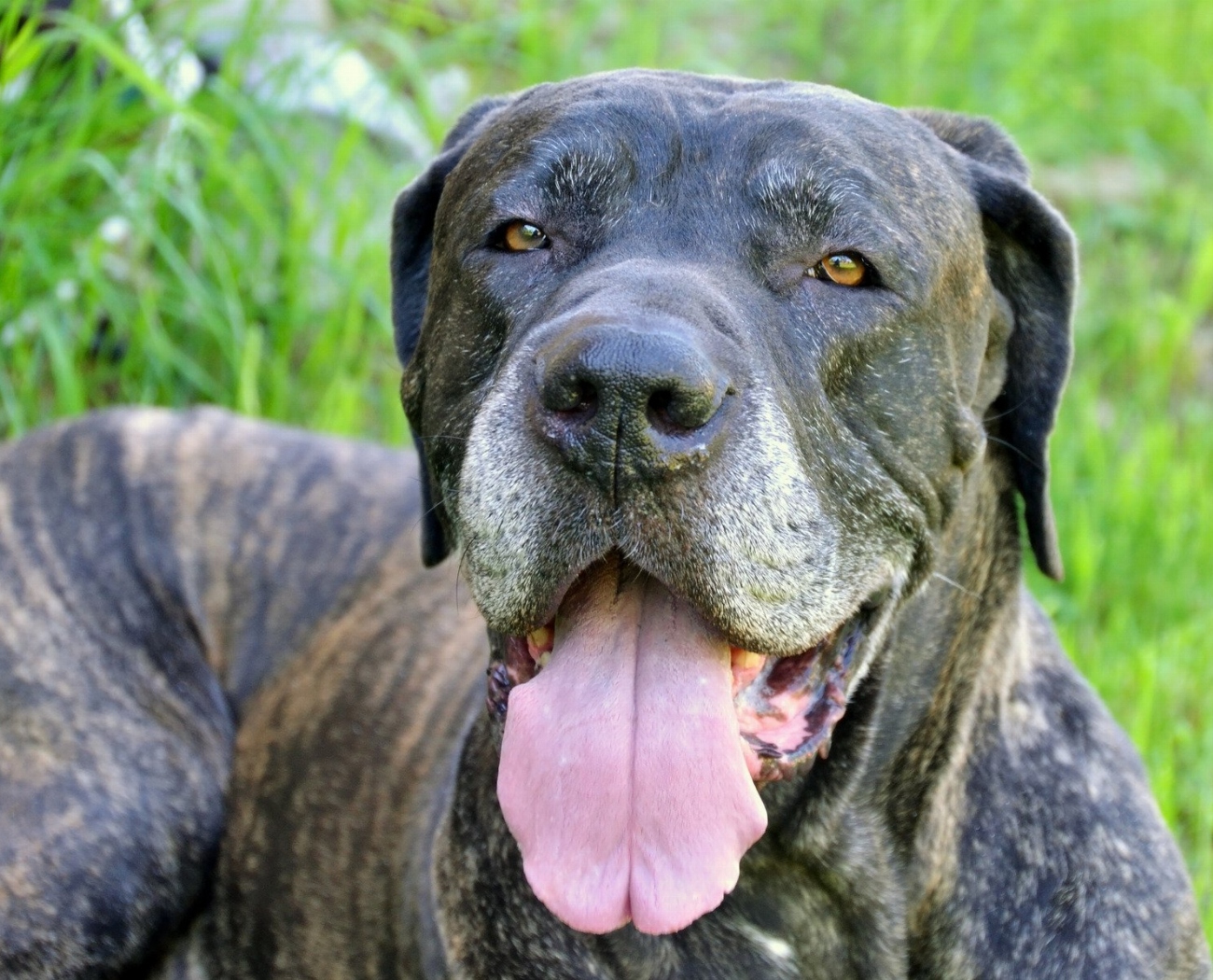 Fila Brasileiro : guide race de chien