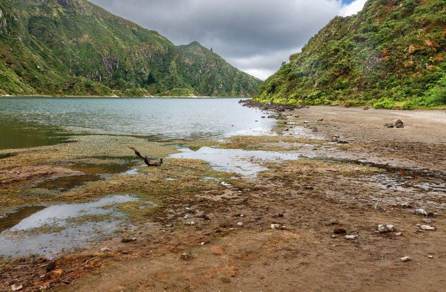 Fila de Sao Miguel : guide race de chien