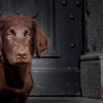 Flat-Coated Retriever : guide race de chien