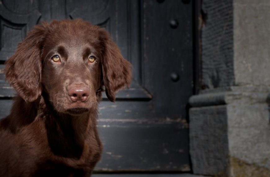 Flat-Coated Retriever : guide race de chien