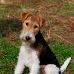 Fox Terrier : guide race de chien