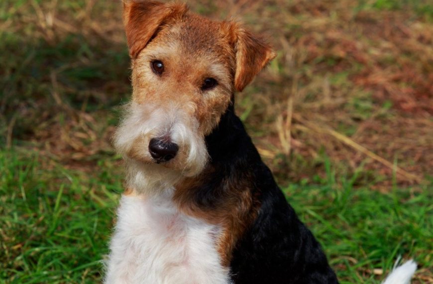 Fox Terrier : guide race de chien