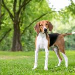 Foxhound américain : guide race de chien