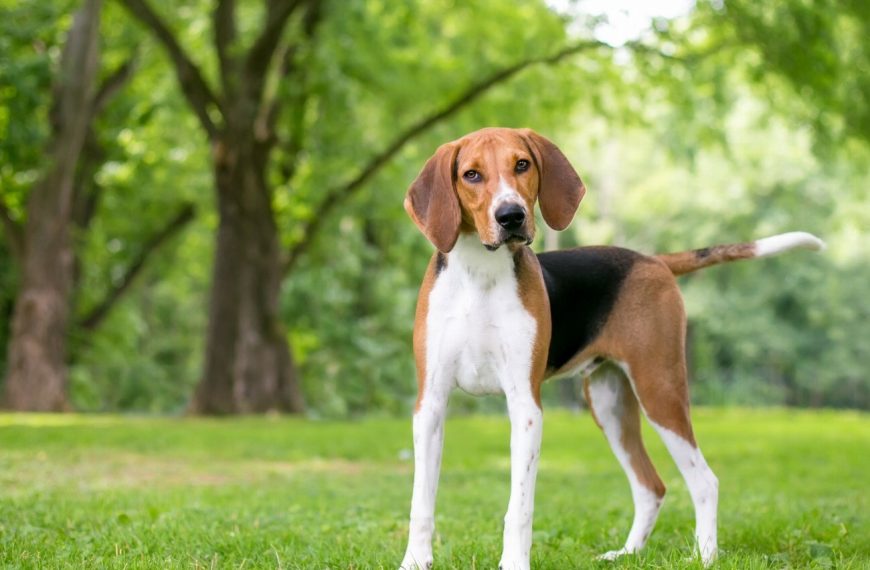 Foxhound américain : guide race de chien