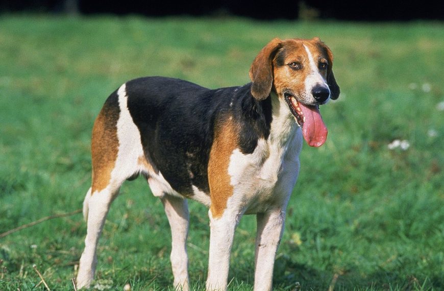 Foxhound anglais : guide race de chien