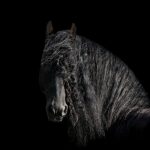 Frison : guide race de cheval