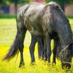 Frison : guide race de cheval