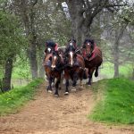 Gipsy Cob : guide race de cheval