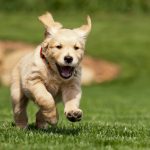 Golden Retriever : guide race de chien
