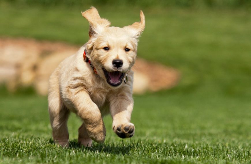Golden Retriever : guide race de chien