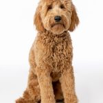 Goldendoodle : guide race de chien