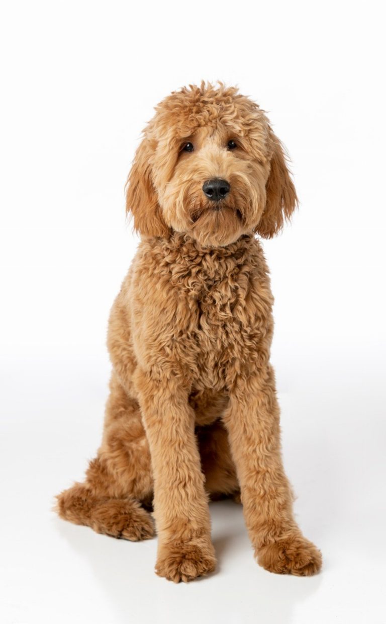 Goldendoodle : guide race de chien