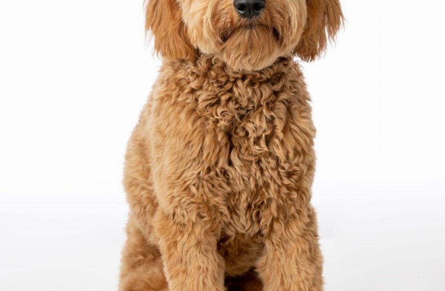Goldendoodle : guide race de chien