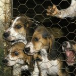Grand Anglo-Français blanc et noir : guide race de chien