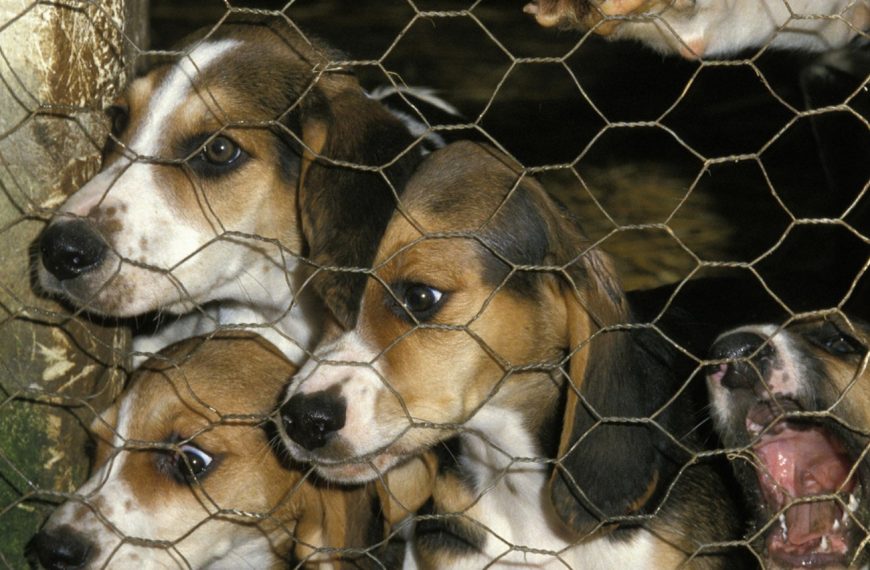 Grand Anglo-Français blanc et noir : guide race de chien