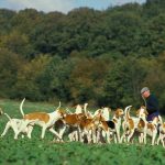 Grand Anglo-Français blanc et orange : guide race de chien