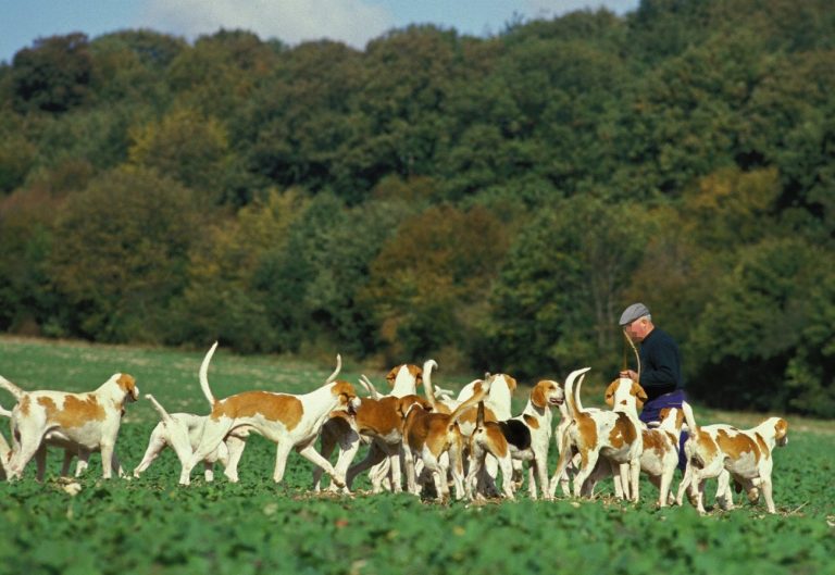 Grand Anglo-Français blanc et orange : guide race…