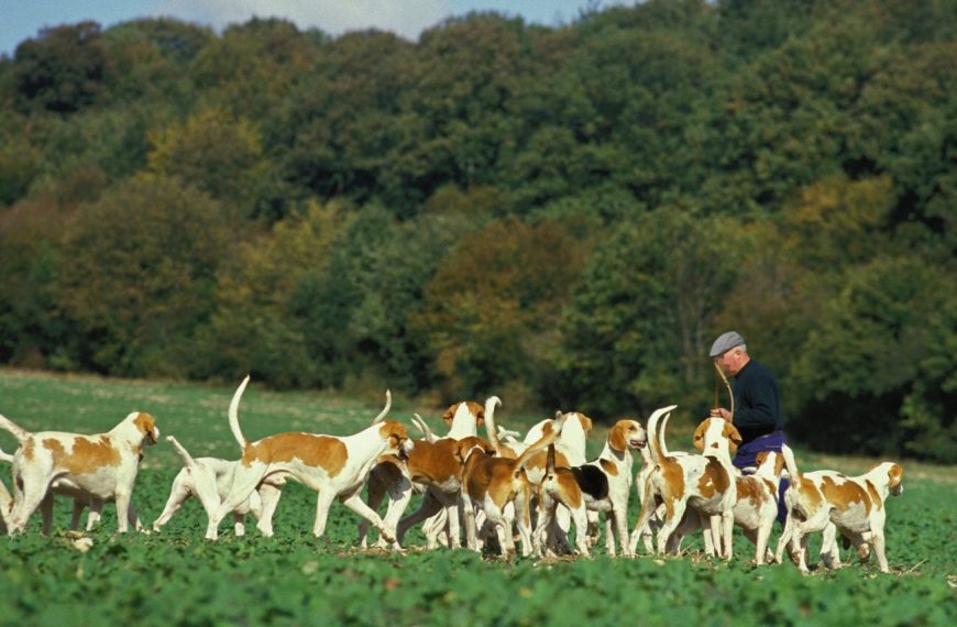 Grand Anglo-Français blanc et orange : guide race de chien