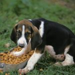 Grand Anglo-Français tricolore : guide race de chien
