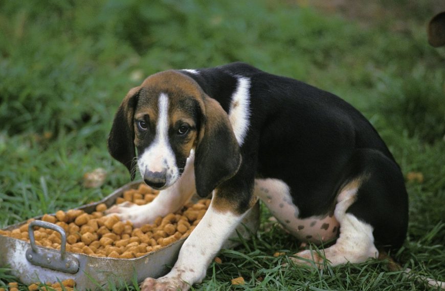 Grand Anglo-Français tricolore : guide race de chien