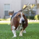 Grand Basset Griffon vendéen : guide race de chien