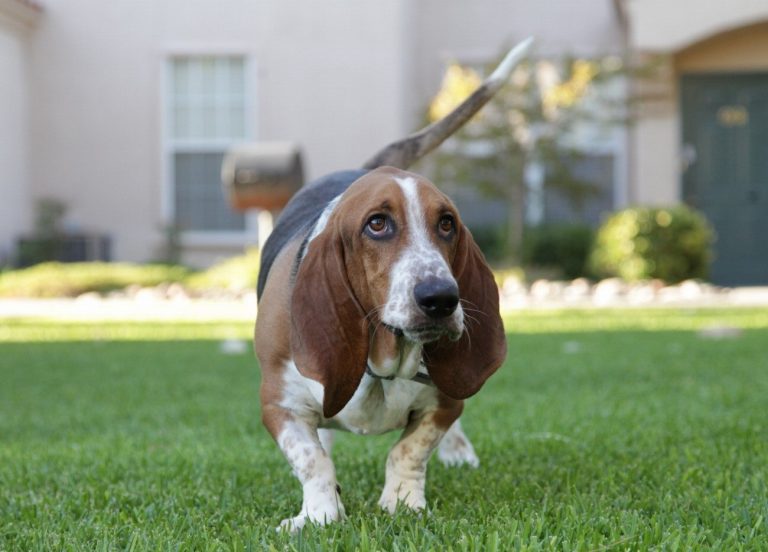 Grand Basset Griffon vendéen : guide race de…