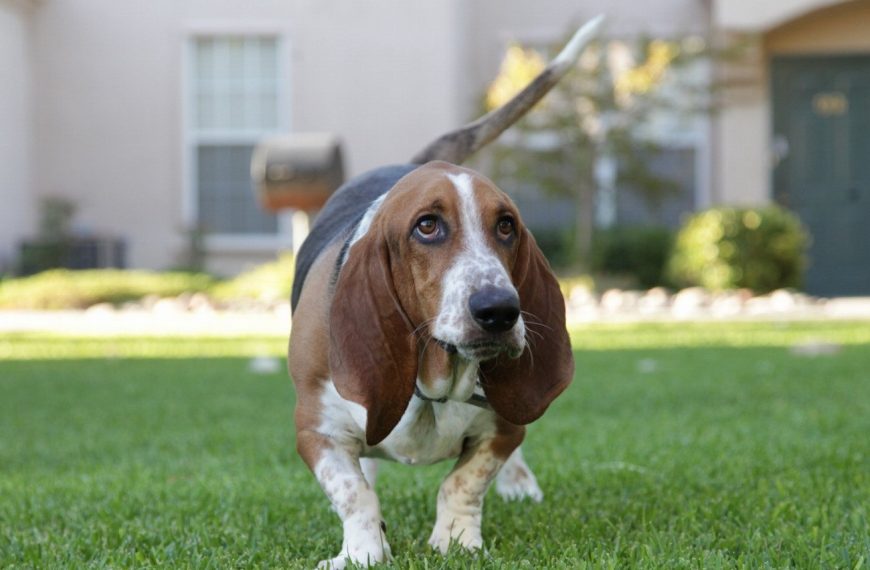 Grand Basset Griffon vendéen : guide race de chien
