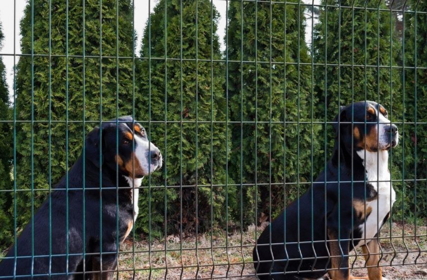 Grand Bouvier Suisse : guide race de chien