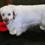 Grand Épagneul de Münster : guide race de chien