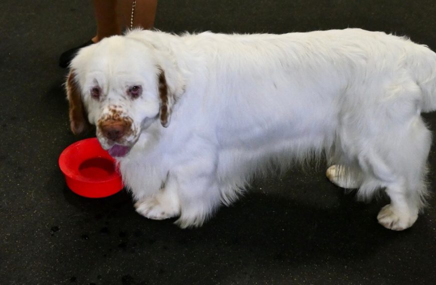 Grand Épagneul de Münster : guide race de chien