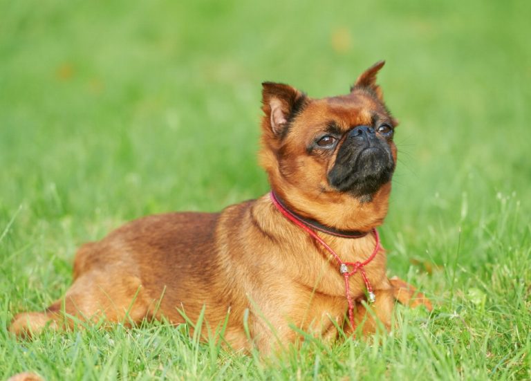 Grand Griffon Vendéen : guide race de chien