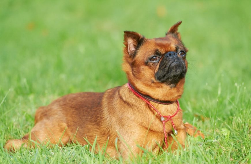 Grand Griffon Vendéen : guide race de chien