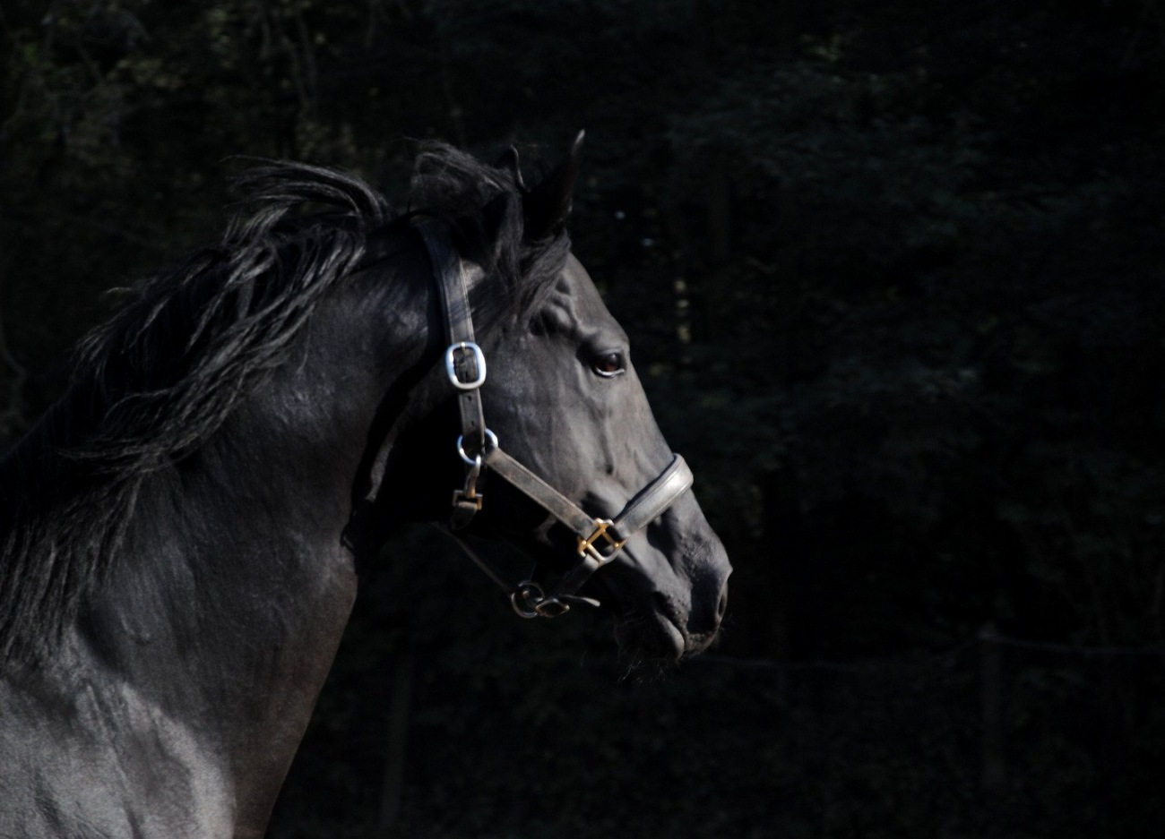 Grand Noir du Berry : guide race de cheval