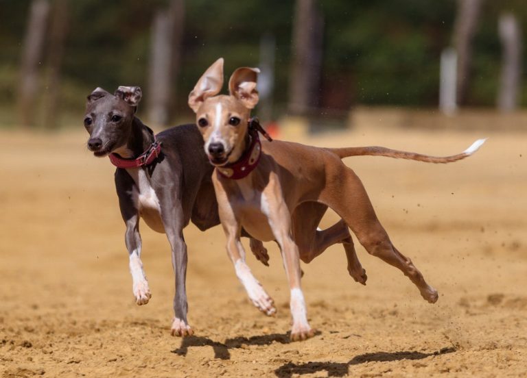 Greyhound : guide race de chien