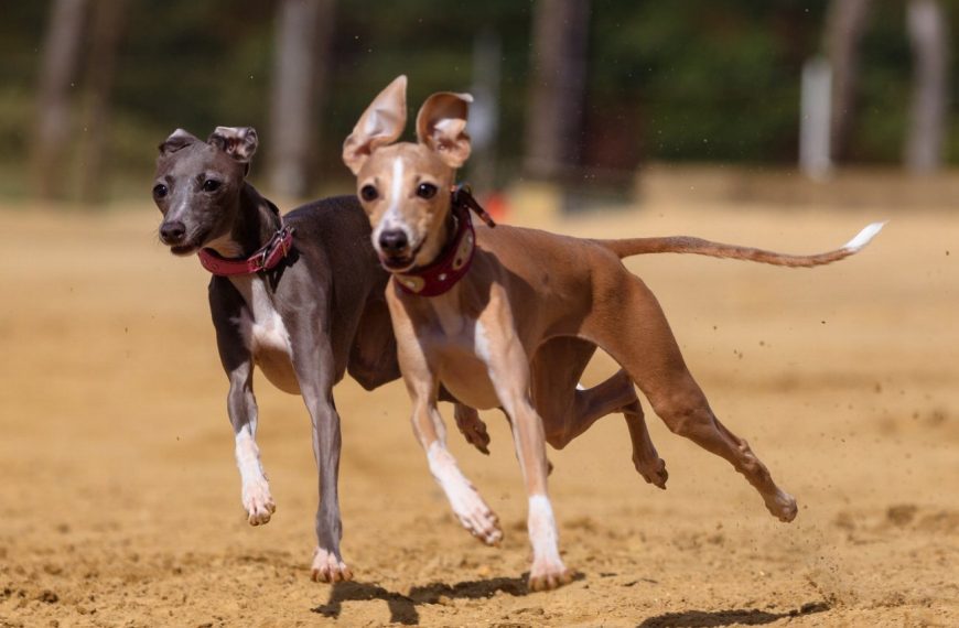 Greyhound : guide race de chien